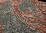 Large, x Scyphocrinites Crinoid Plate - Morocco #45213-1